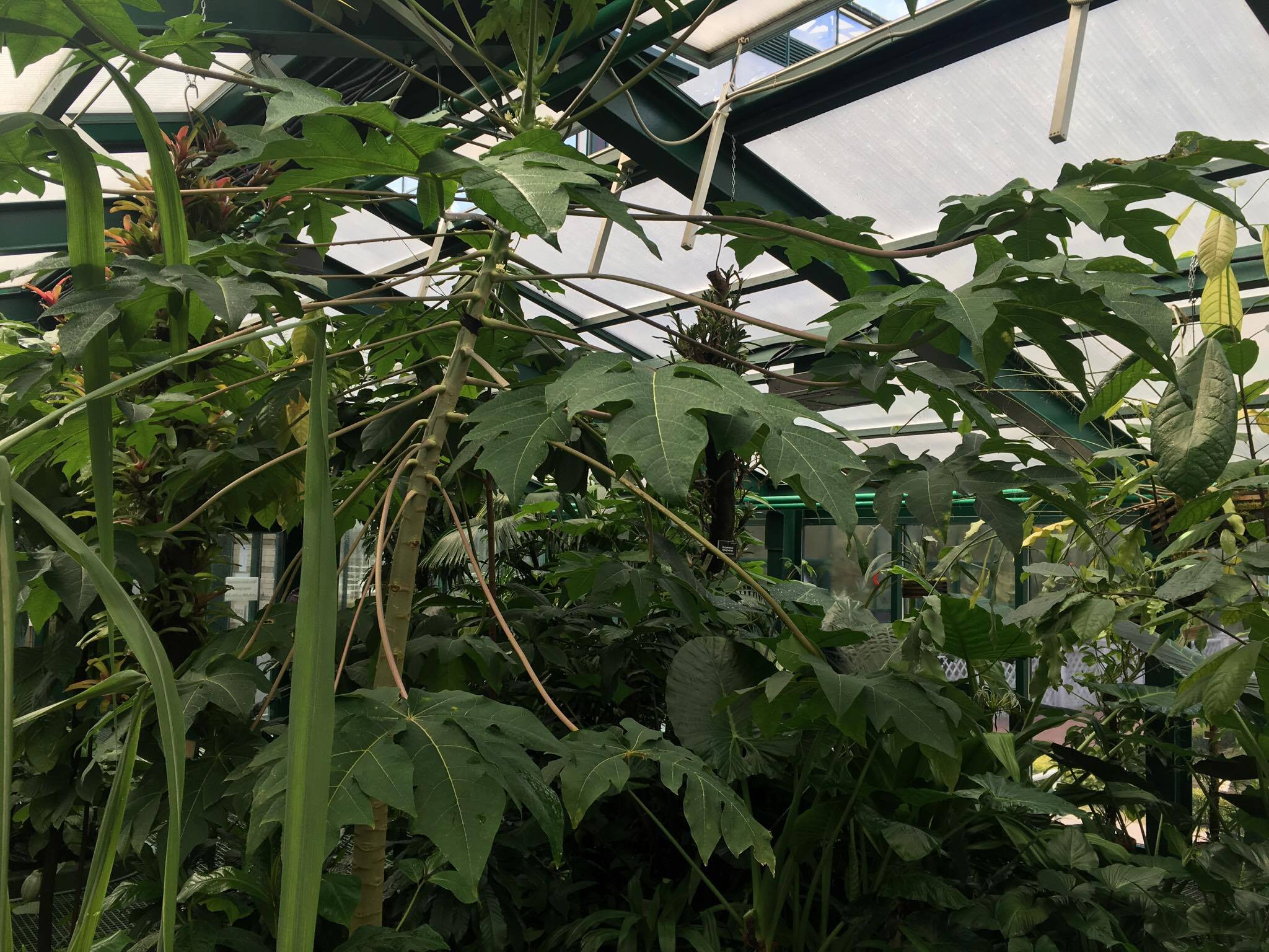 Огромную бесплодную папайю срубят в "Аптекарском огороде" в начале мая - фото 5