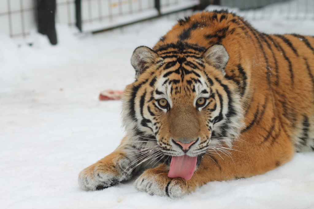  5 апреля Департамент природопользования передаст тигра Степана, который находится в Центре передержки, филиалу Московского зоопарка - фото 1