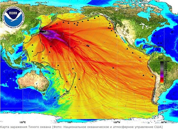 Фукусима отравила весь Тихий океан - фото 1