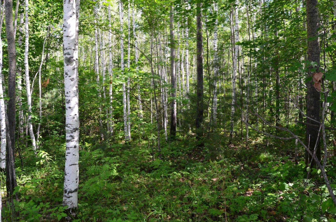 5 древнейших лесов, которые мы можем потерять - фото 27