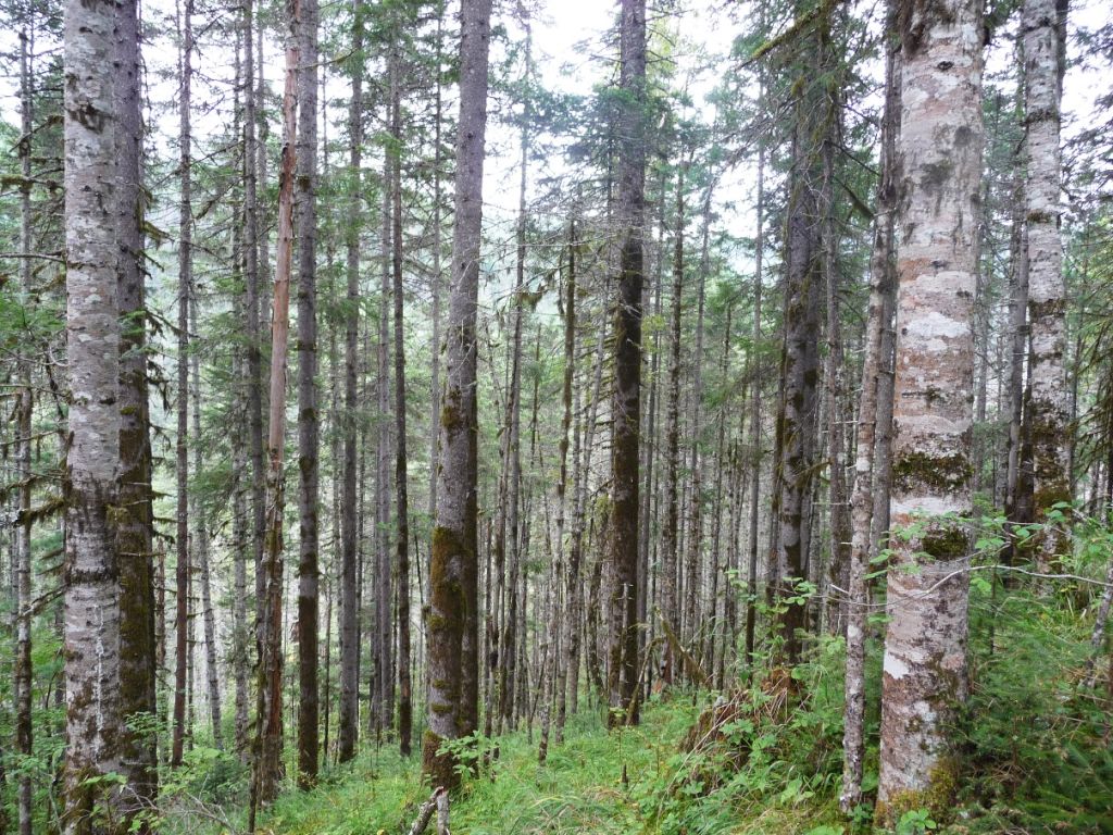 5 древнейших лесов, которые мы можем потерять - фото 28