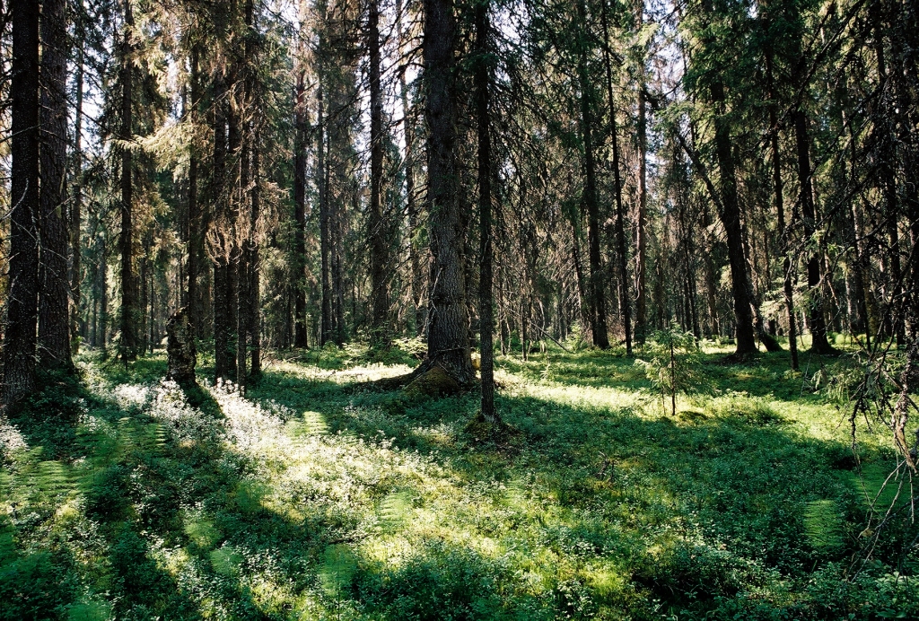 5 древнейших лесов, которые мы можем потерять - фото 3