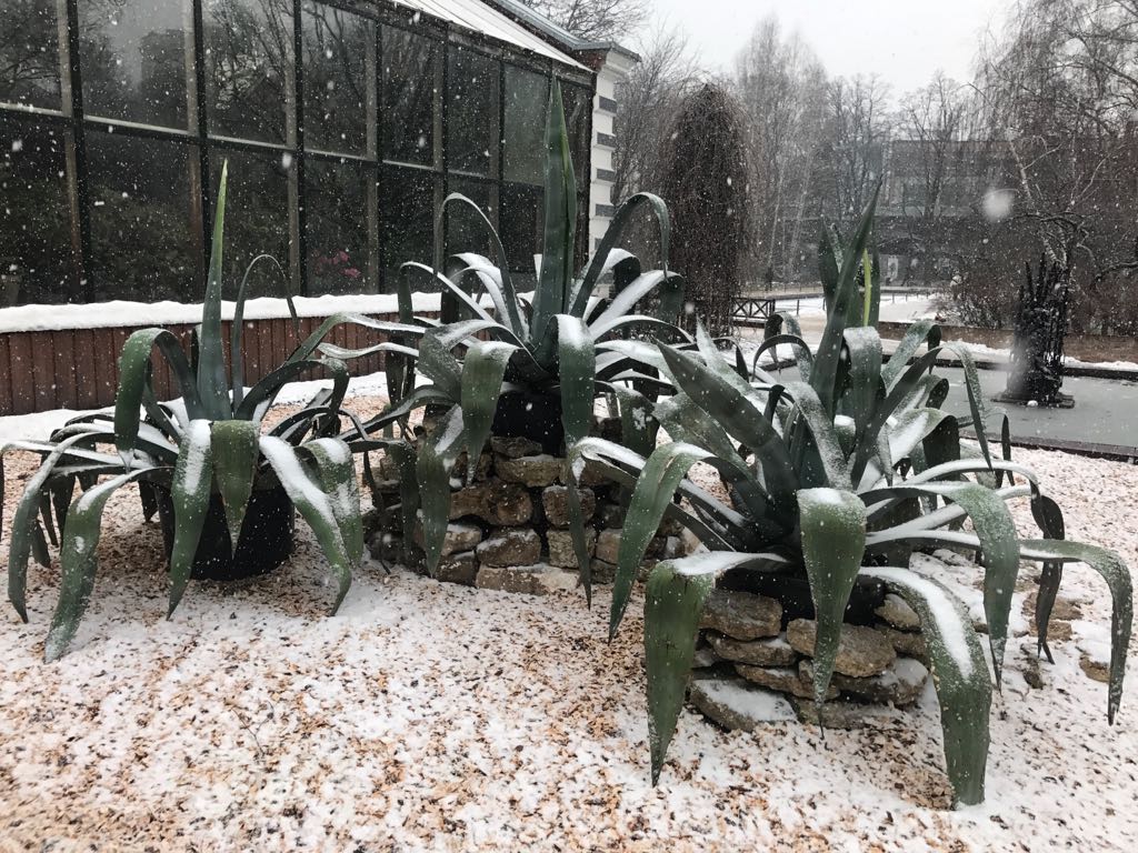   Экзотические агавы в "Аптекарском огороде" замело снегом накануне 1 апреля - фото 2
