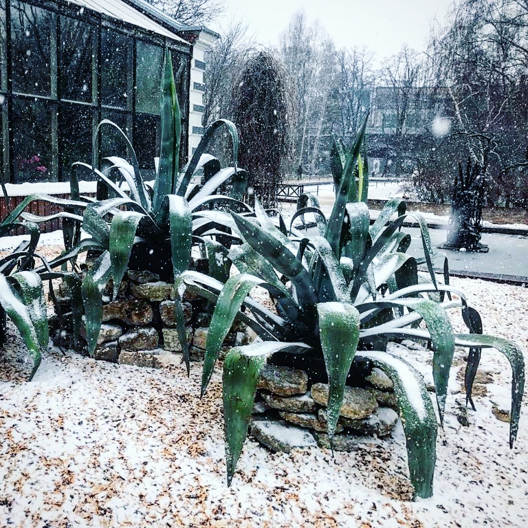   Экзотические агавы в "Аптекарском огороде" замело снегом накануне 1 апреля - фото 1