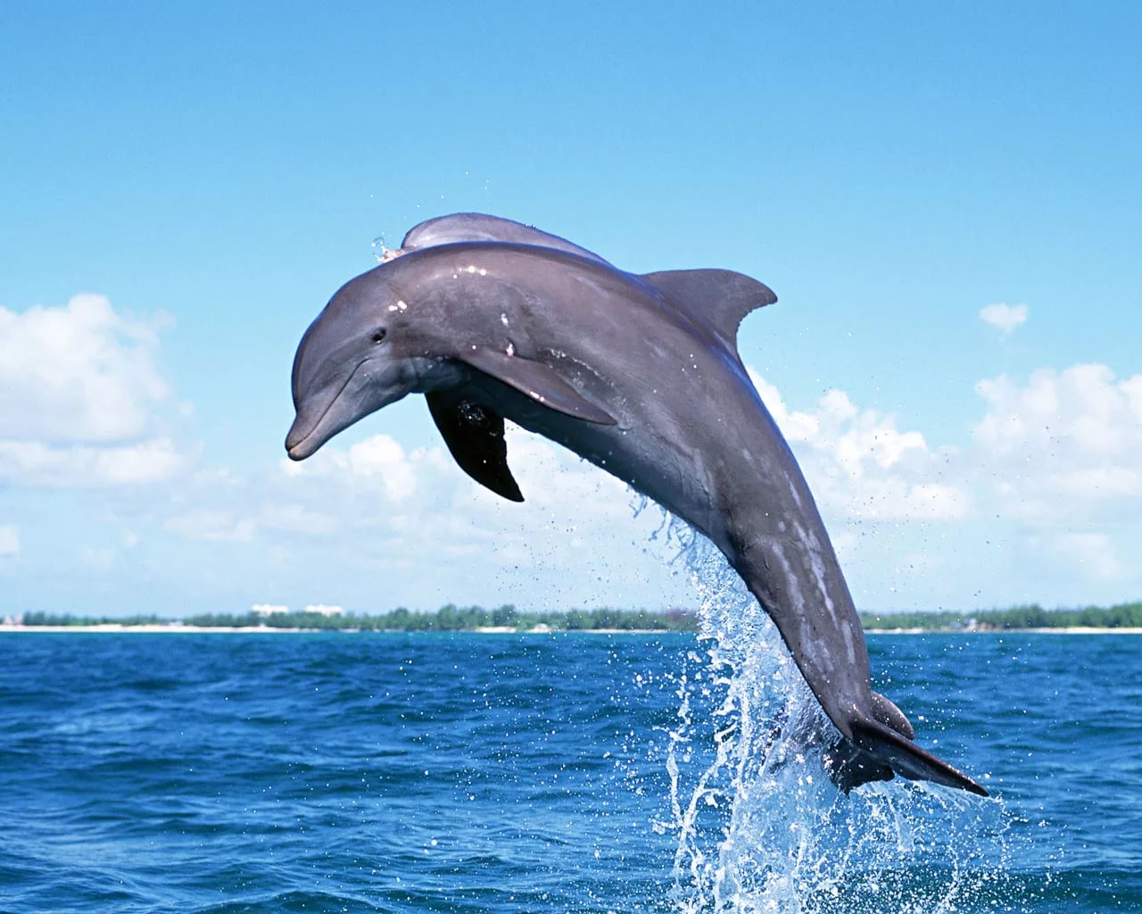 Из Черного моря в Дон приплыли дельфины - фото 1