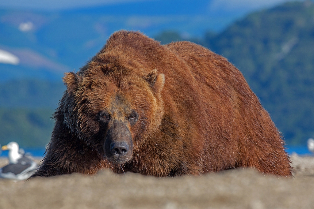 Медведь Гора - фото 1