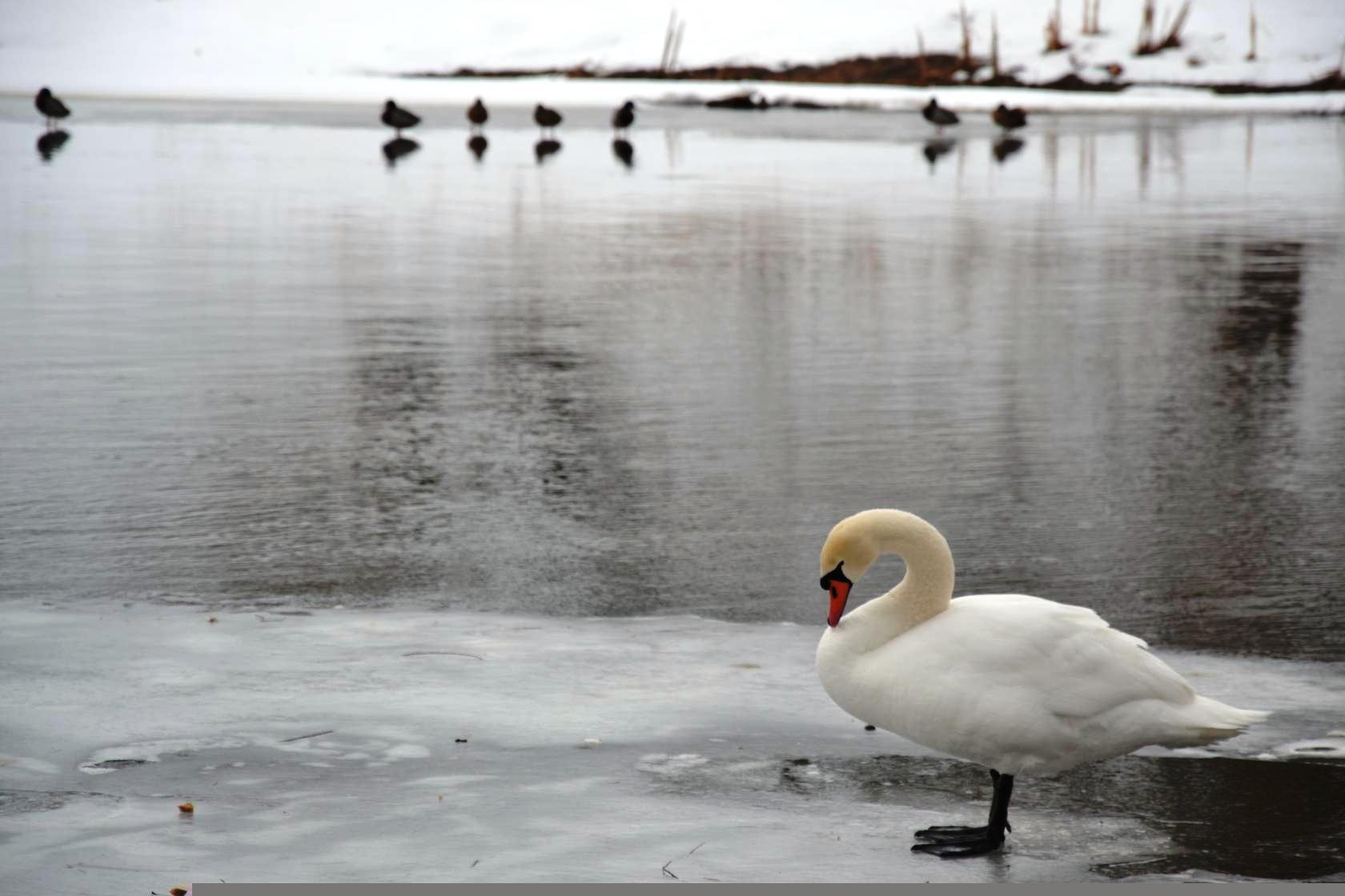  А белый лебедь на снегу… - фото 3