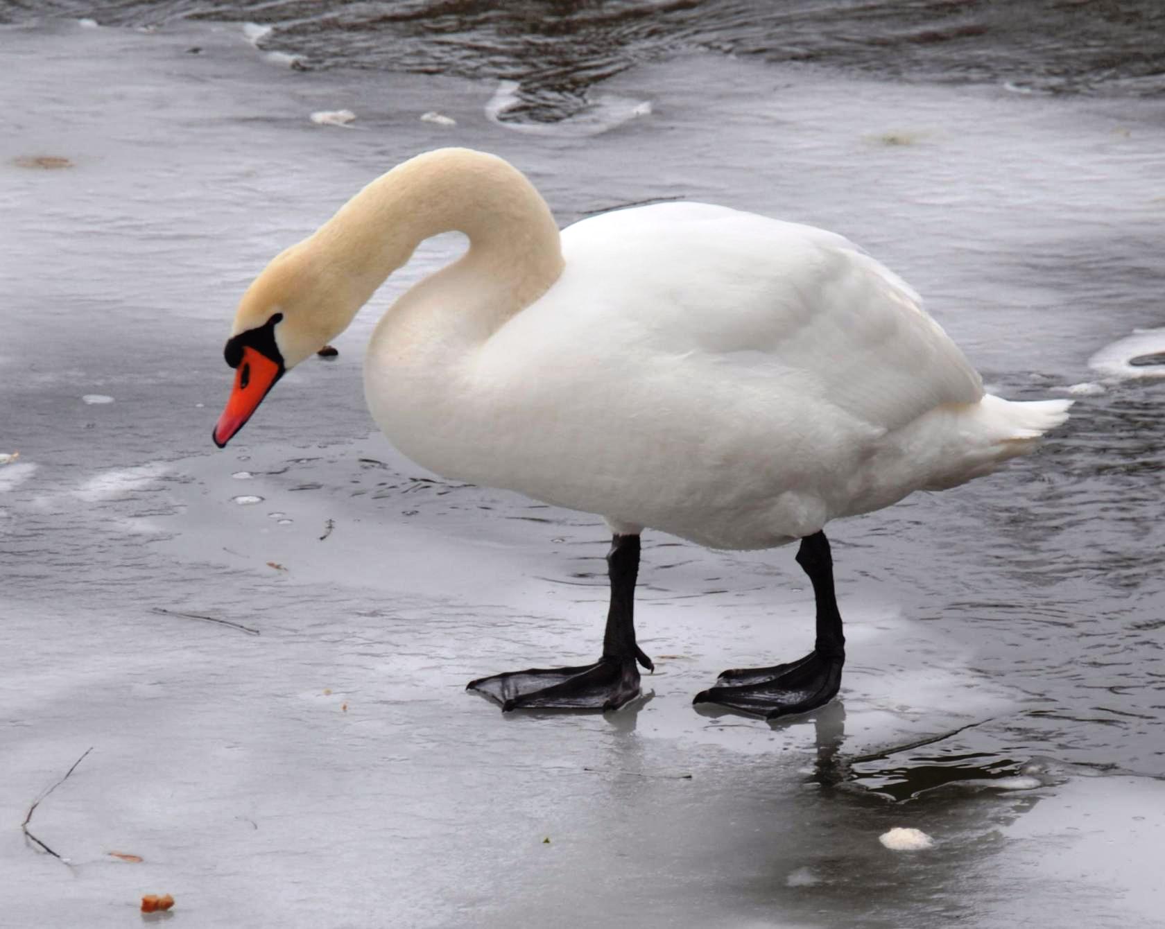  А белый лебедь на снегу… - фото 4