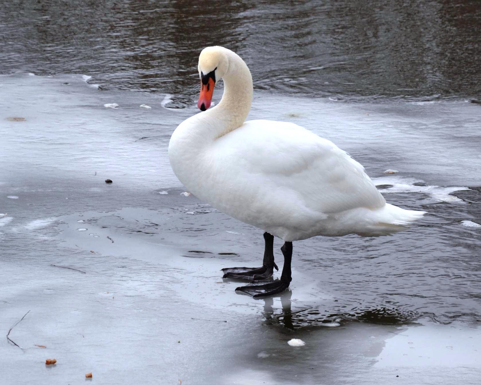  А белый лебедь на снегу… - фото 5