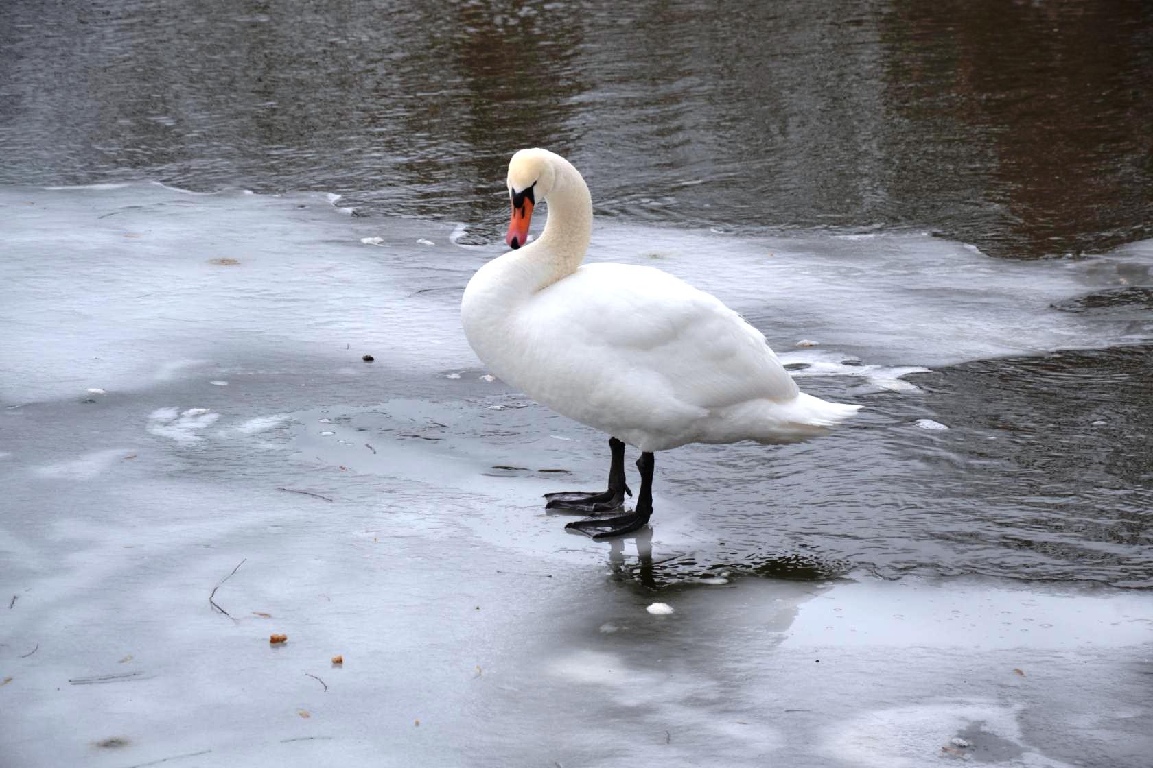  А белый лебедь на снегу… - фото 6