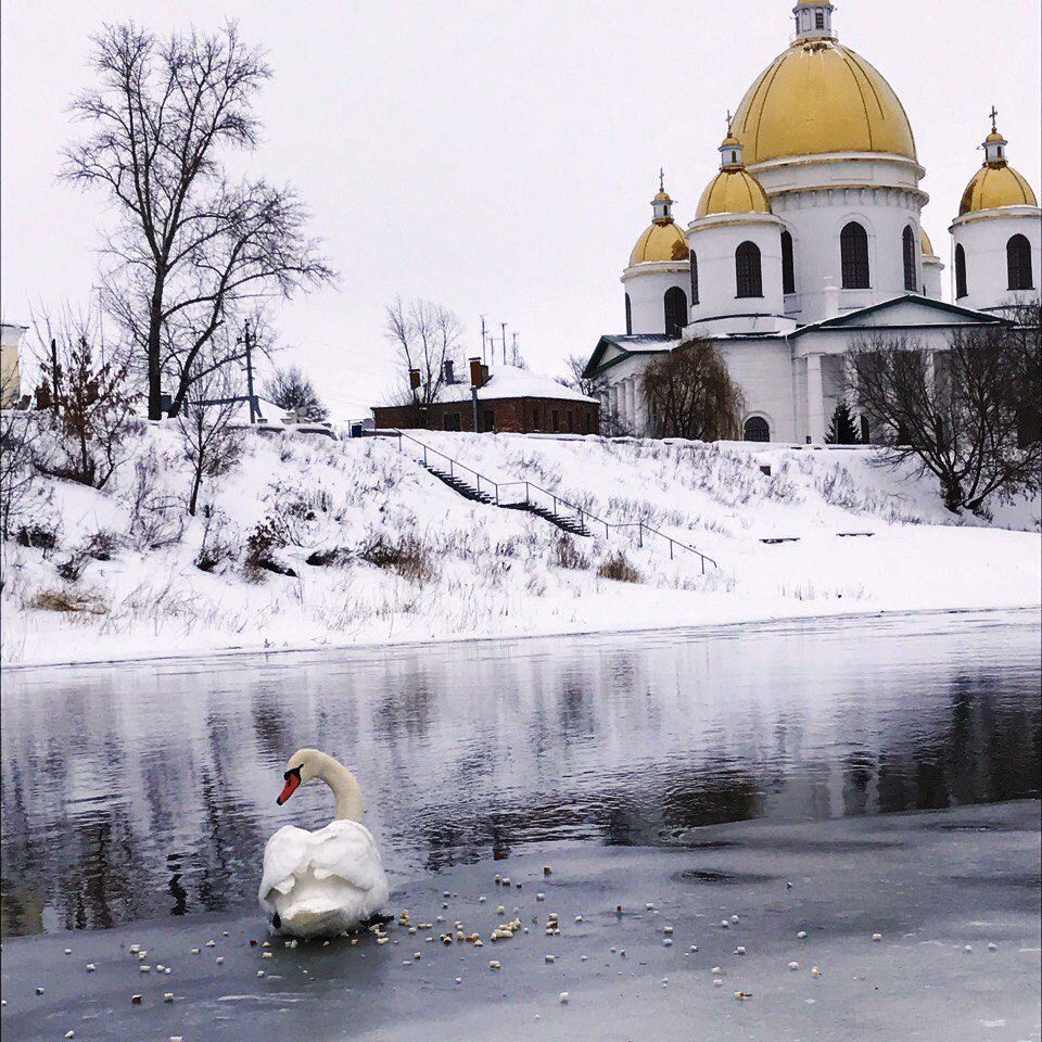  А белый лебедь на снегу… - фото 10