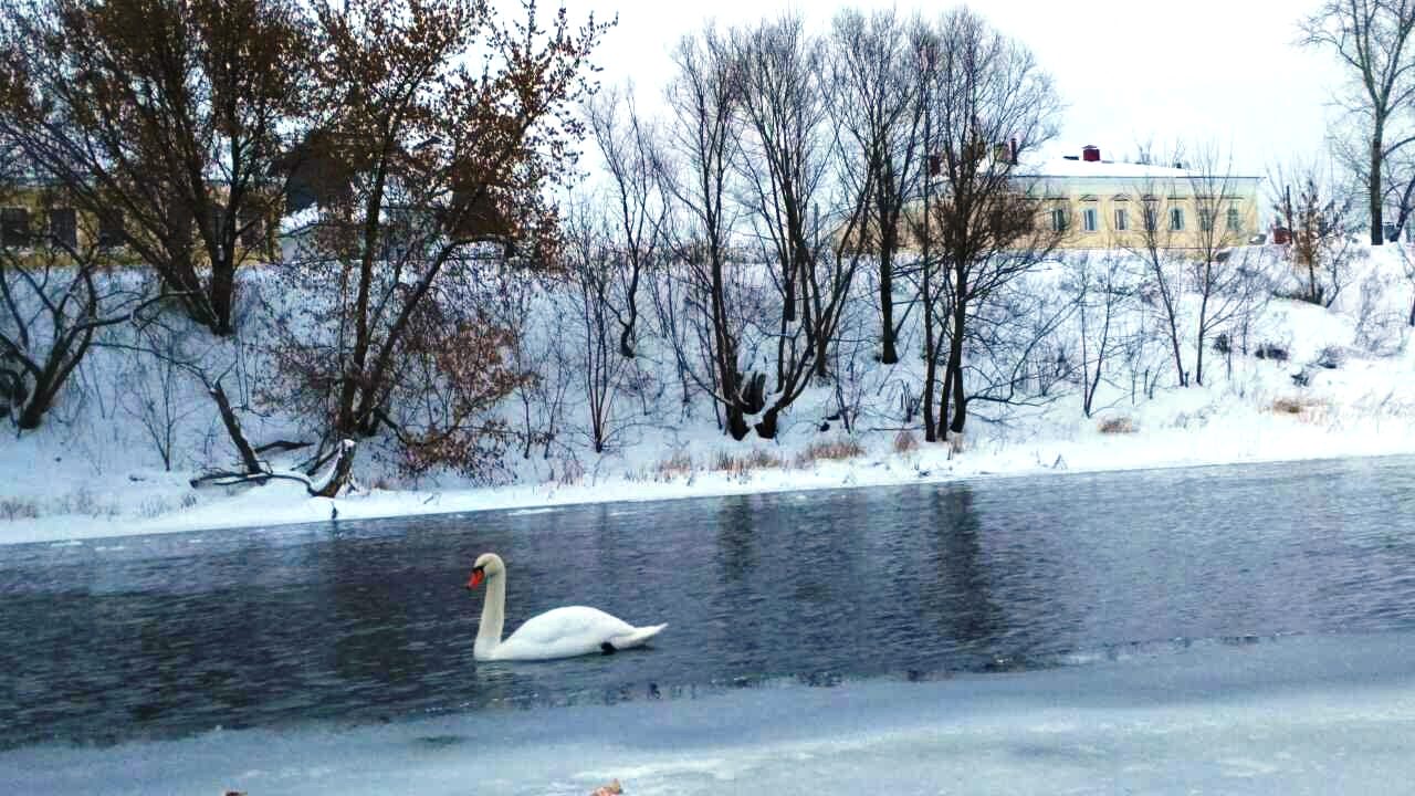  А белый лебедь на снегу… - фото 1