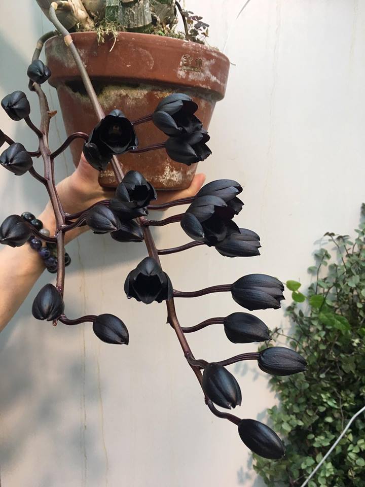  Самая чёрная орхидея в мире снова расцвела в "Аптекарском огороде" - фото 1