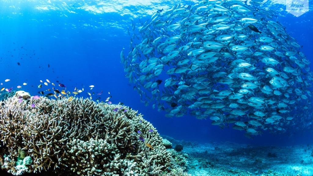  Мировому океану угрожает кислородное голодание - фото 2