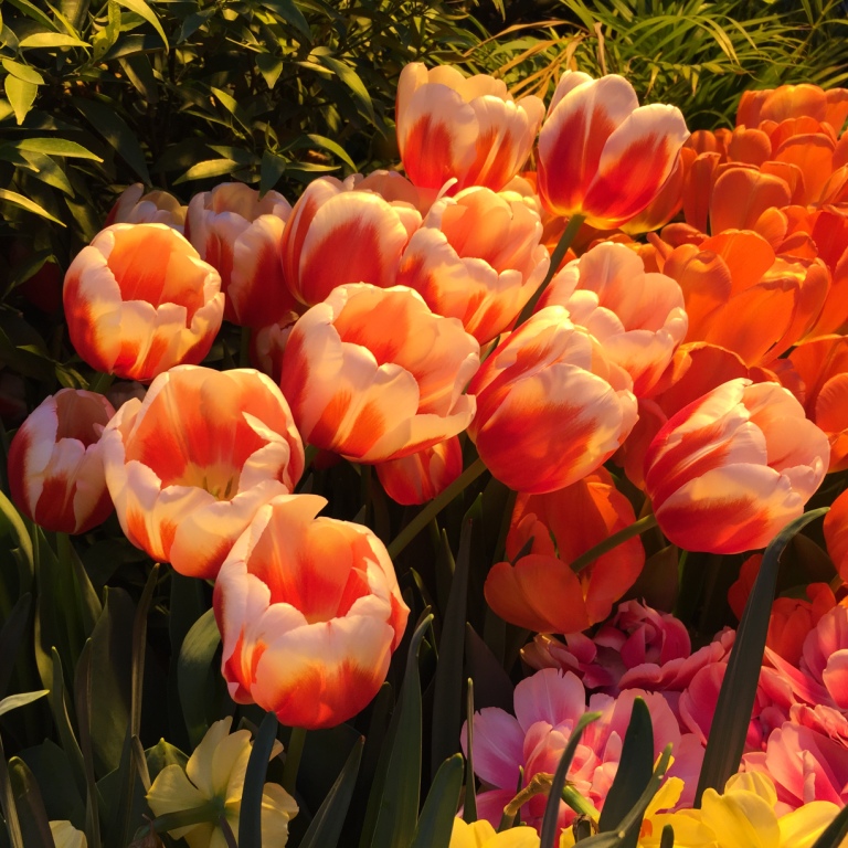   С 23 по 26 февраля — "Цветочная Масленица" с блинами, сырами, тюльпанами и чучелом в "Аптекарском огороде" - фото 6