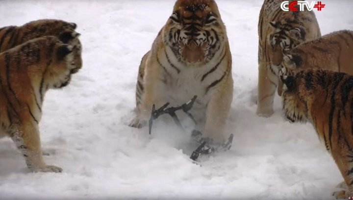 Амурские тигры отловили и раскурочили шпионивший за ними квадрокоптер - фото 1