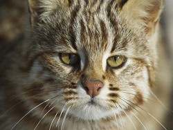  Сибирские ученые создадут гибрид домашней кошки и краснокнижного дальневосточного кота - фото 1