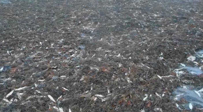  Около 20 тысяч морских существ выбросило на побережье Канады - фото 1