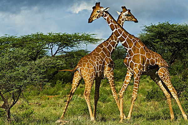  Жирафов признали животными, находящимися на грани исчезновения - фото 1