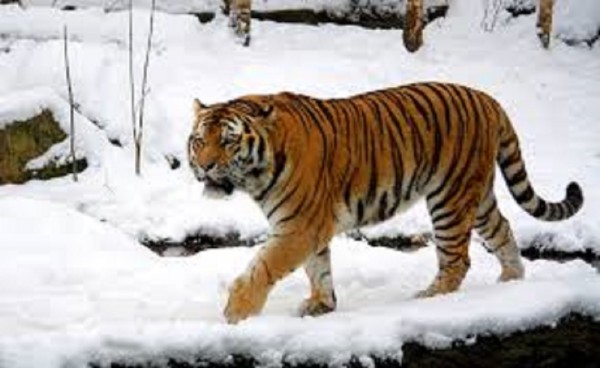 Амурский тигр возвращается в дикую природу - фото 1