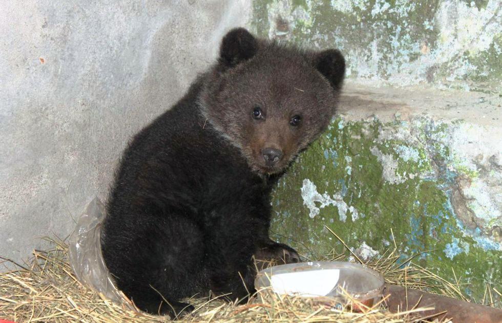 В Омской области истощённый медвежонок пришёл к людям за помощью - фото 1
