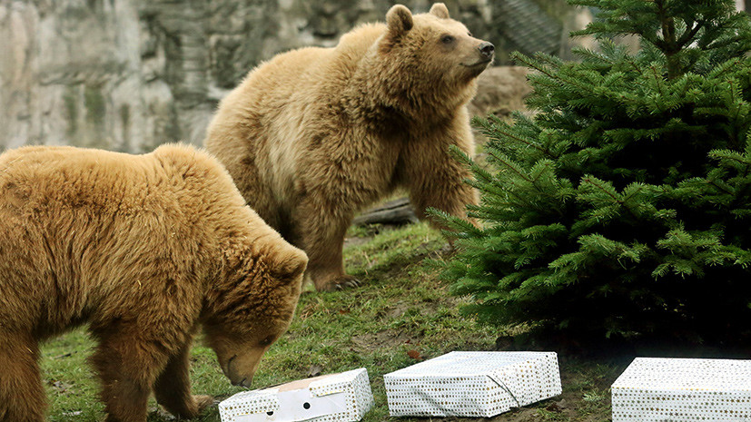  Что дарят сотрудники зоопарков животным на Рождество? - фото 4