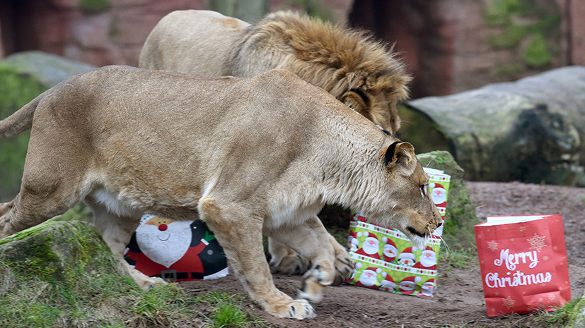  Что дарят сотрудники зоопарков животным на Рождество? - фото 15