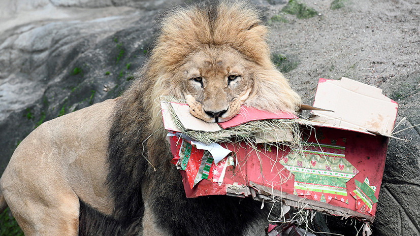  Что дарят сотрудники зоопарков животным на Рождество? - фото 8