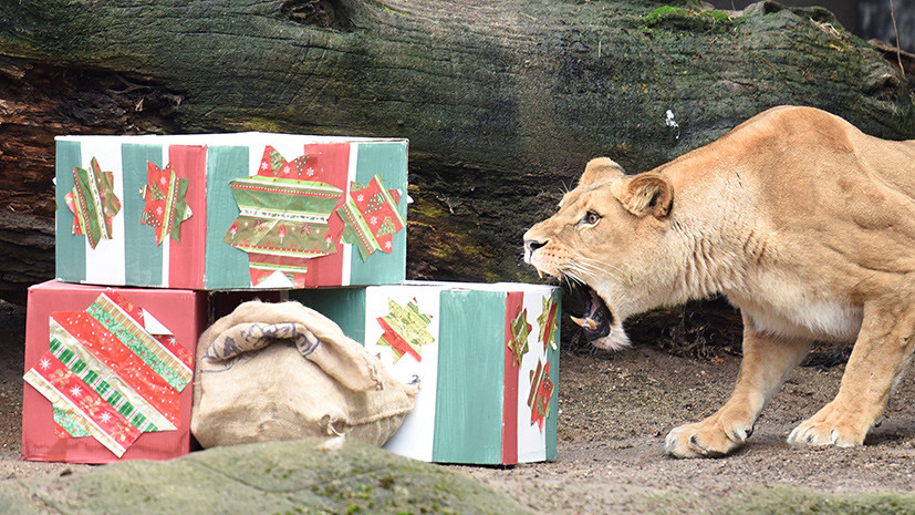  Что дарят сотрудники зоопарков животным на Рождество? - фото 3