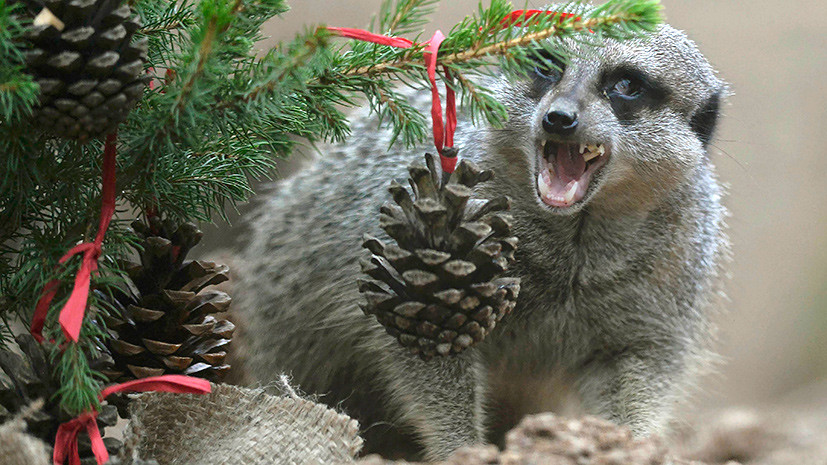  Что дарят сотрудники зоопарков животным на Рождество? - фото 10