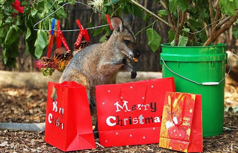  Что дарят сотрудники зоопарков животным на Рождество? - фото 12