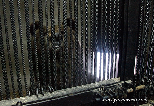  В Ярославском зоопарке медведей Умку и Топтыжку уложили спать - фото 2