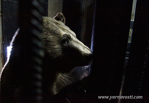  В Ярославском зоопарке медведей Умку и Топтыжку уложили спать - фото 3