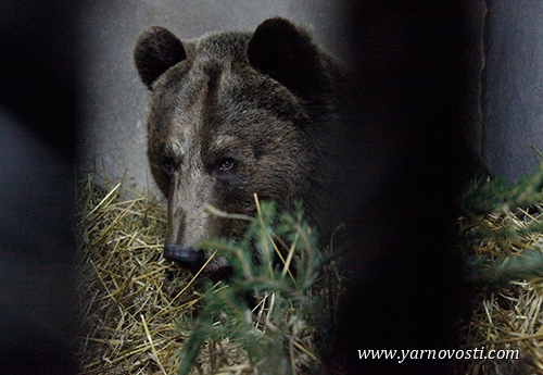  В Ярославском зоопарке медведей Умку и Топтыжку уложили спать - фото 4