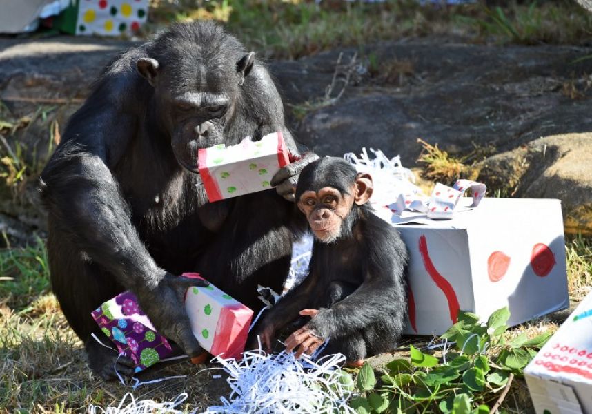  Что дарят сотрудники зоопарков животным на Рождество? - фото 1