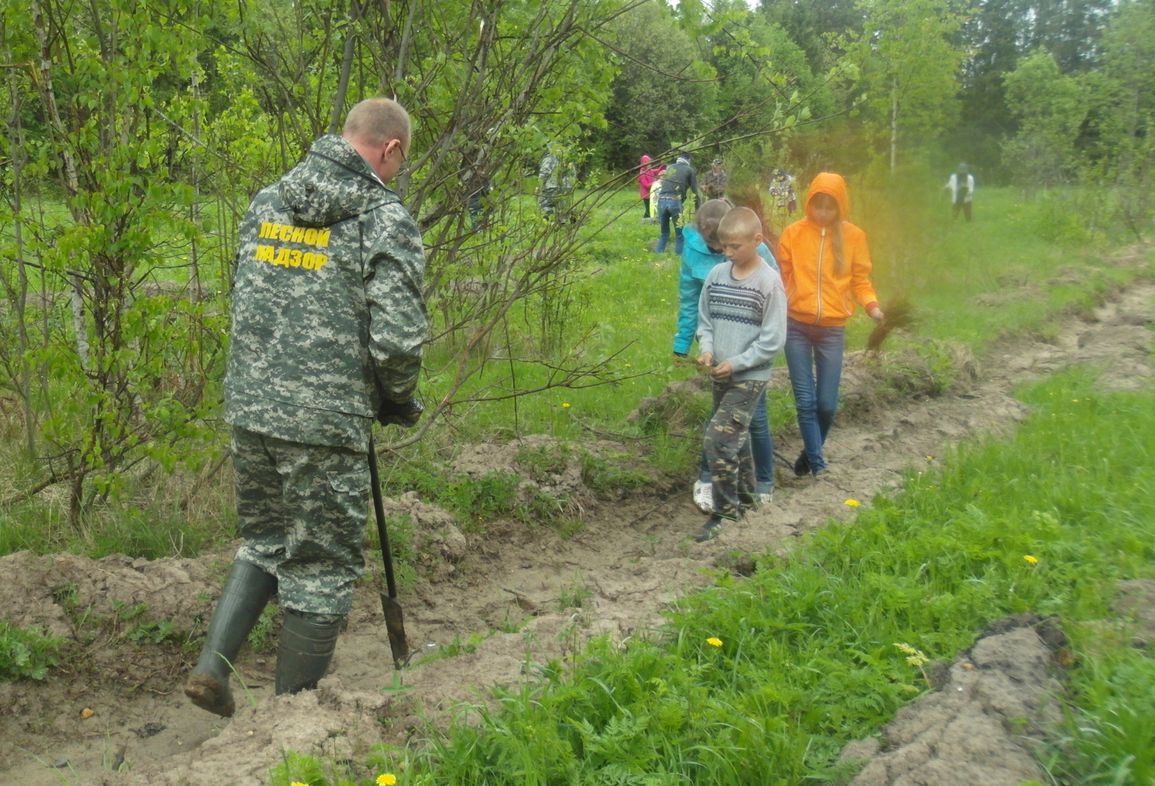 В Любимском районе Ярославской области в рамках акции «Всероссийский день посадки леса» высадили 5 тысяч сеянцев сосны - фото 1