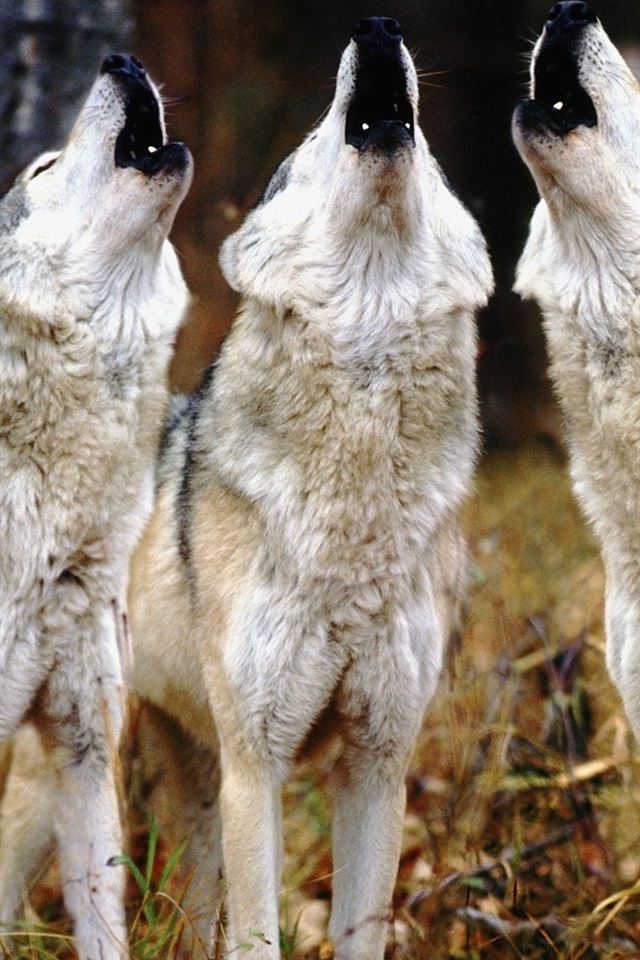 Three-wolves-howl_iphone_640x960.jpg