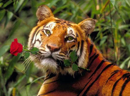Президент России поздравил экологов с Днем тигра - фото 1