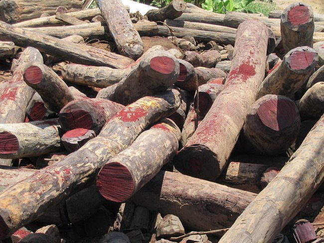 Illegal rosewood stockpile