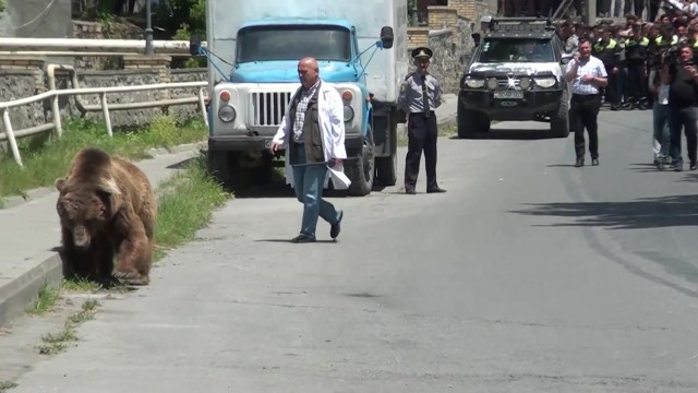 Бурый диссидент. Жители азербайджанского Шеки сняли на видео медведя, нарушившего режим самоизоляции - фото 1