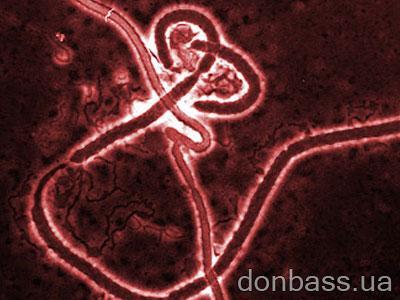 Раскрыта тайна вируса Эбола - фото 1