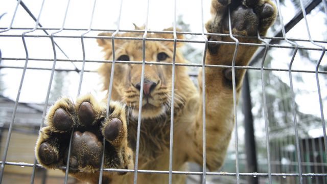 Москва нашла свой способ борьбы с нелегальной торговлей животными - фото 1