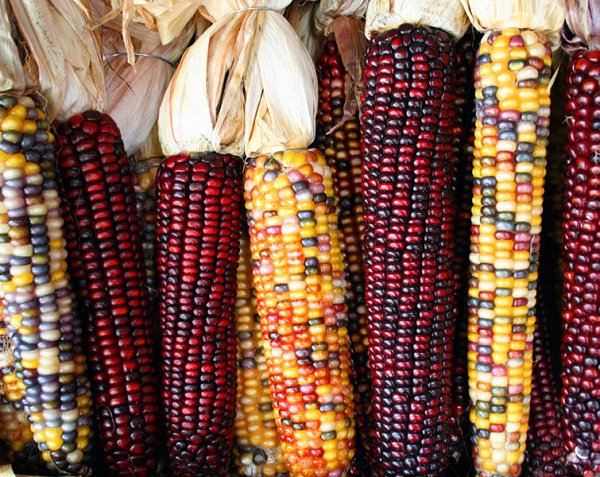 maize3