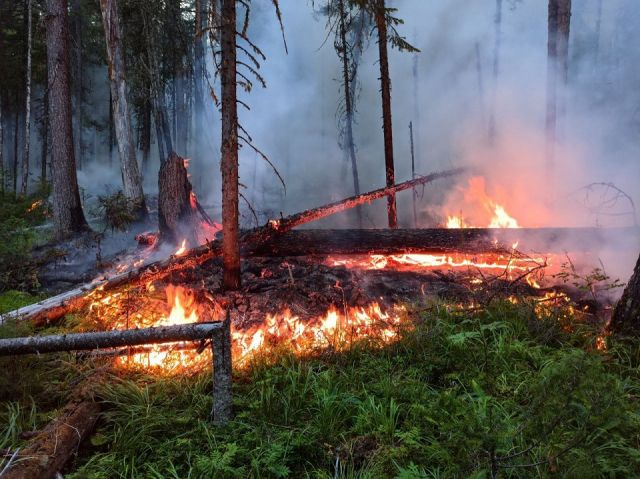 Борьба с пожаром в заповеднике «Денежкин Камень» все еще продолжается - фото 1