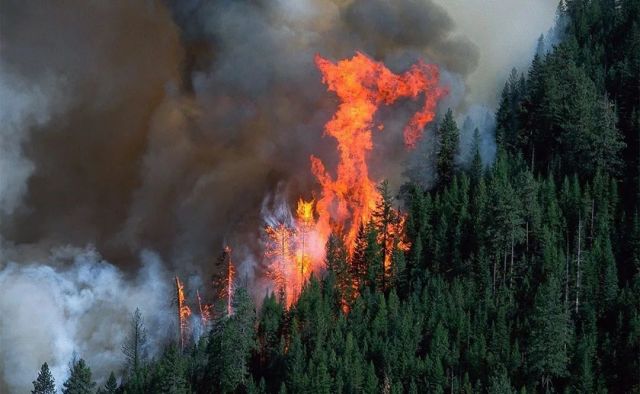 Видео с байкальских пожаров не внушают оптимизма - фото 1