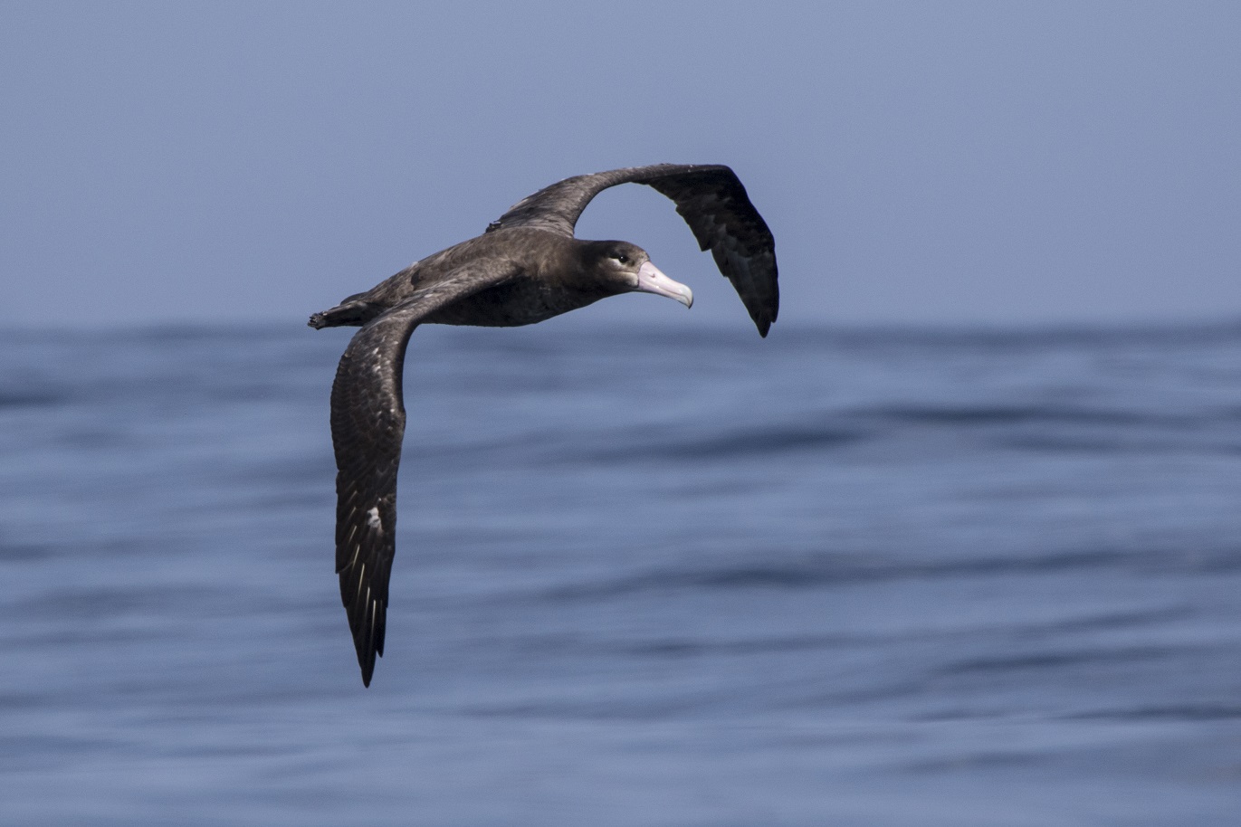На Командорские острова прилетел редкий белоспинный альбатрос - фото 3