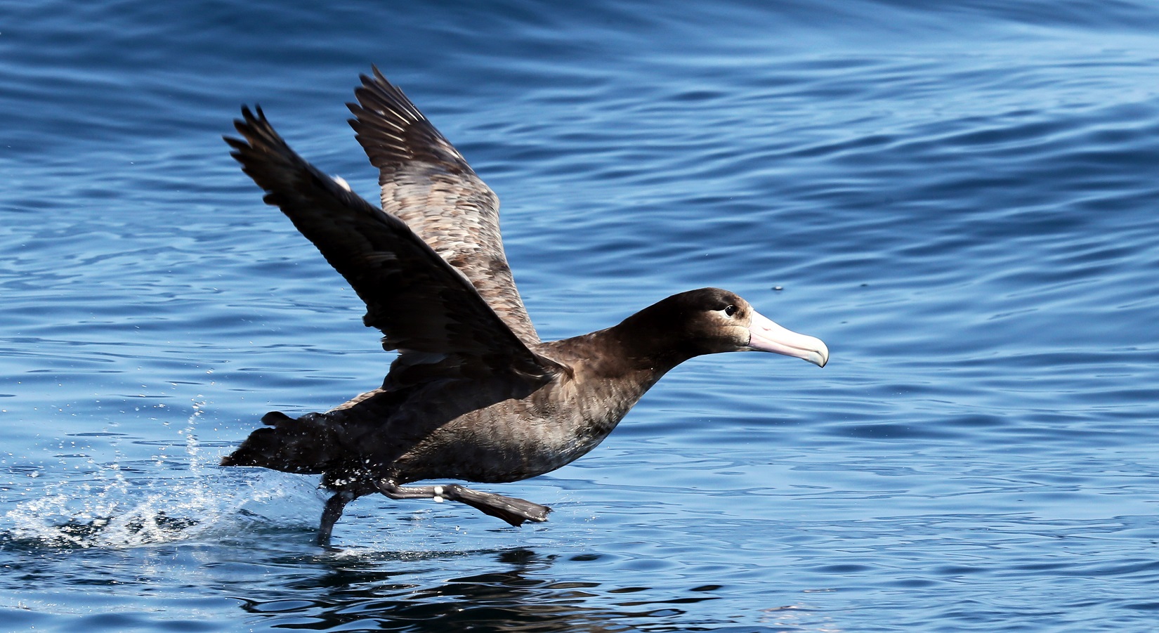 На Командорские острова прилетел редкий белоспинный альбатрос - фото 4