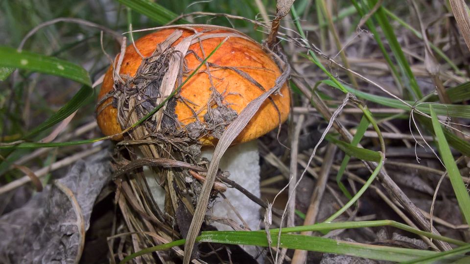 По следам грибных троп, или Повесть о похождениях грибников-любителей - фото 1