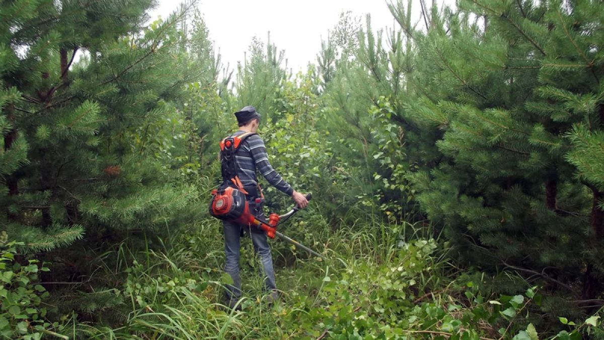 Уход за лесами в Кардымовскои лесничестве Смоленской области - фото 1