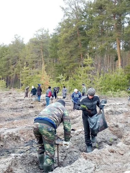 Акция «Всероссийский день посадки леса» прошла в Песковском лесничестве Воронежской области - фото 1